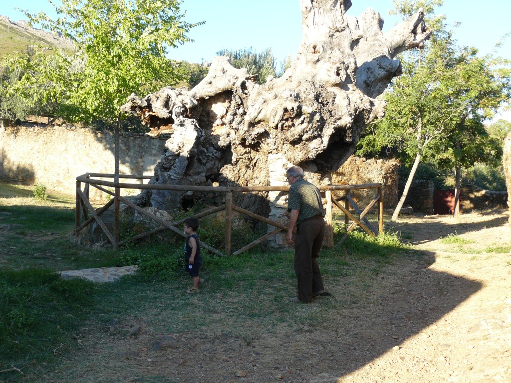 Foto: El olmo de El Arquillo - Cañaveral (Cáceres), España