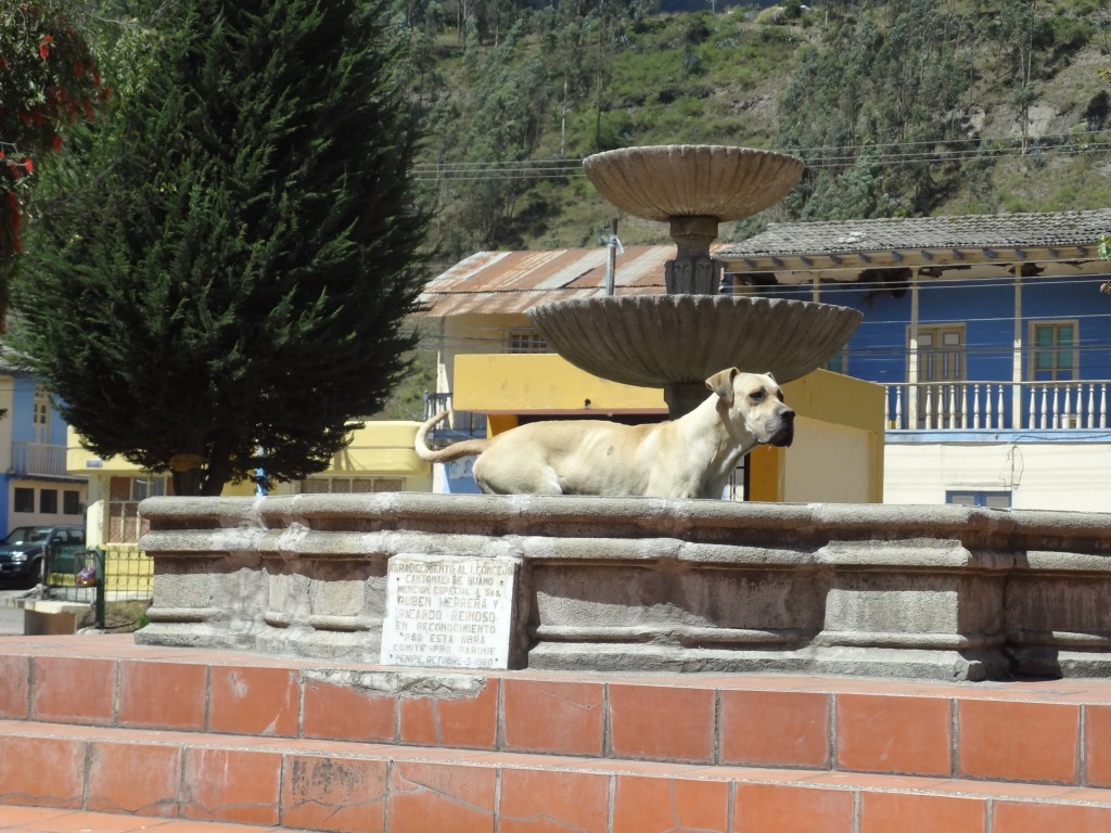Foto: Perro - Penipe (Chimborazo), Ecuador