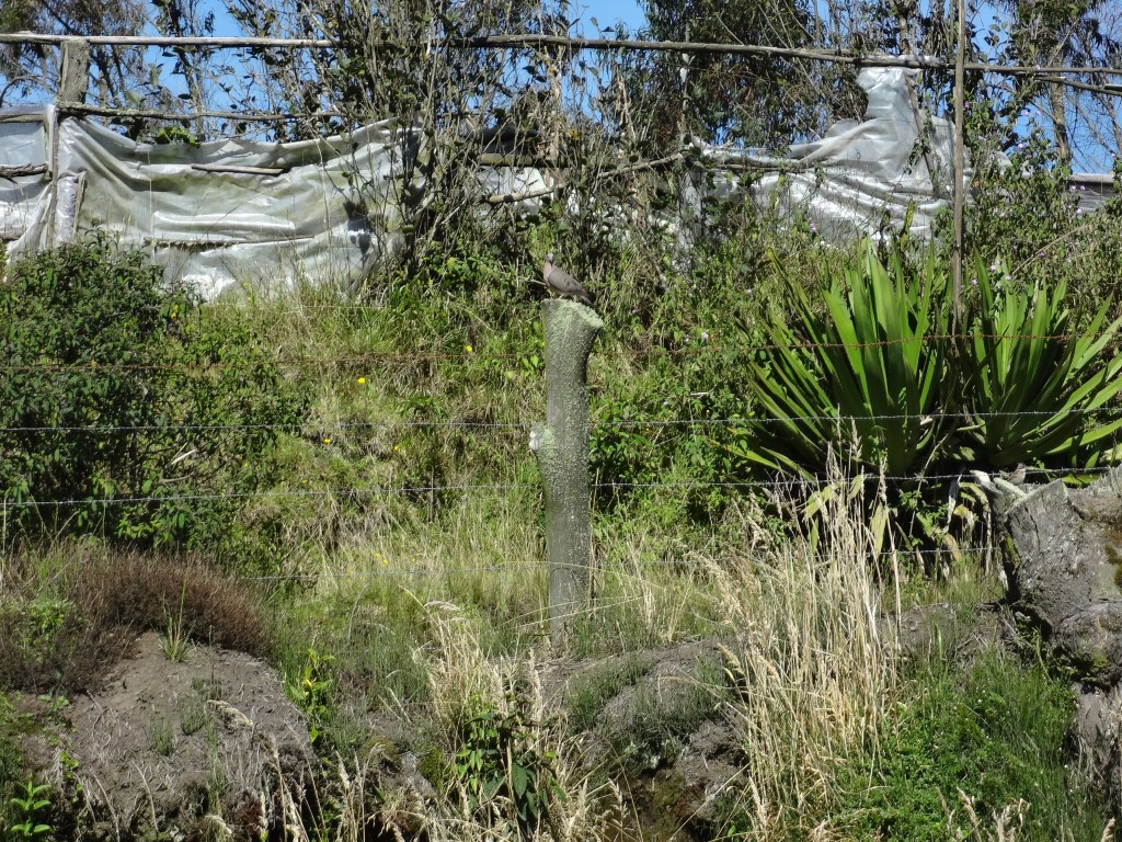 Foto: Un ave. - Bayushig (Chimborazo), Ecuador