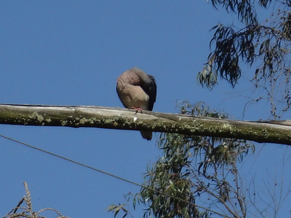 Foto: Tórtola - Bayushig (Chimborazo), Ecuador