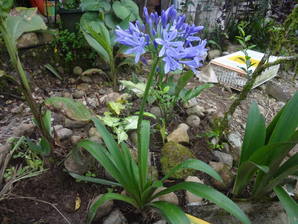 Foto: Flor lila - Shell (Pastaza), Ecuador