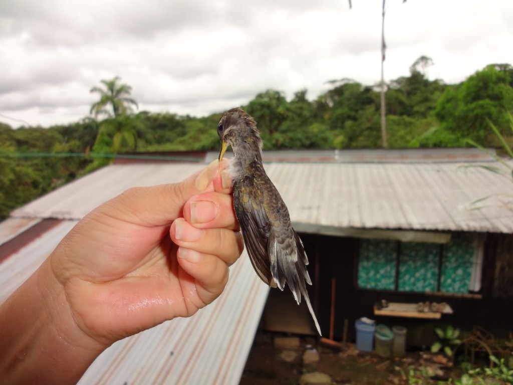 Foto: Colibrí - Shell (Pastaza), Ecuador