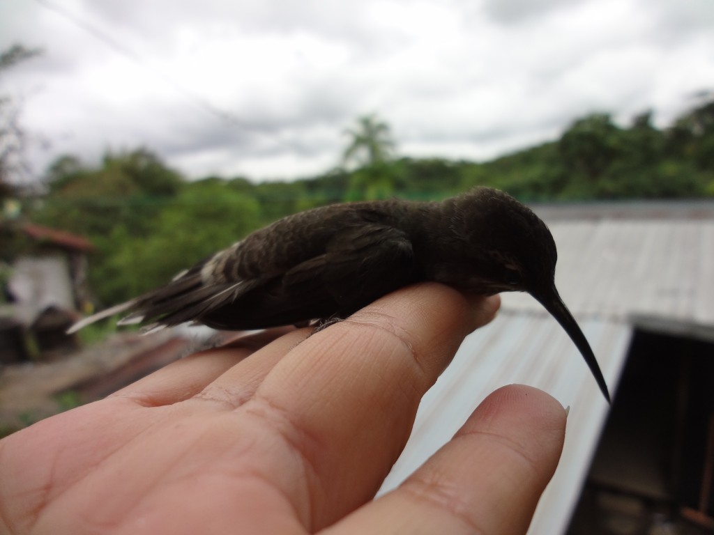 Foto: Colibrí - Shell (Pastaza), Ecuador