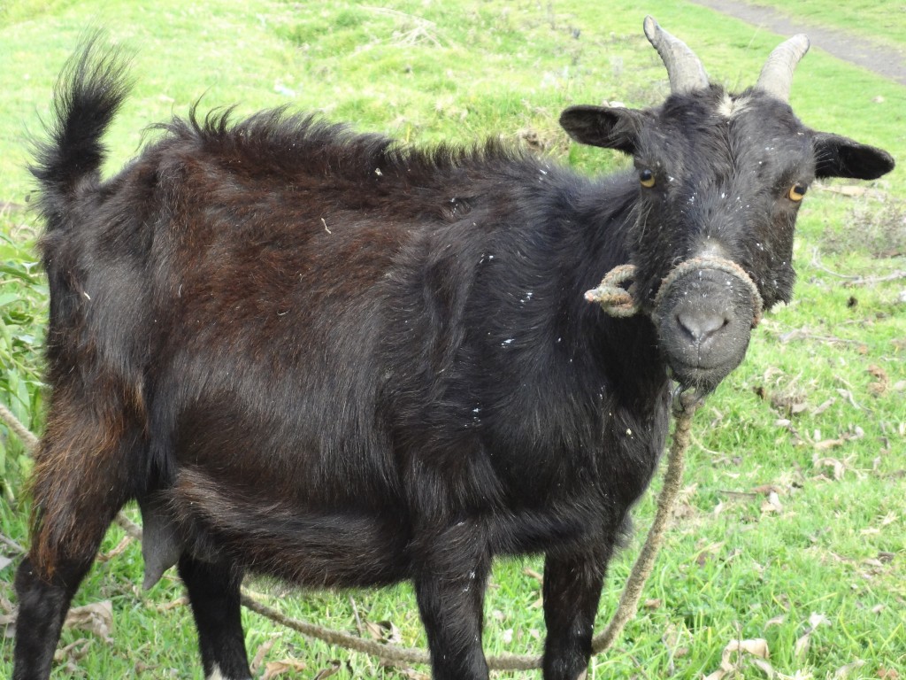 Foto: Una chiva o cabra - Bayushig (Chimborazo), Ecuador