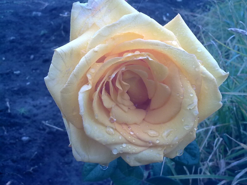 Foto: Flor - Bayushig (Chimborazo), Ecuador