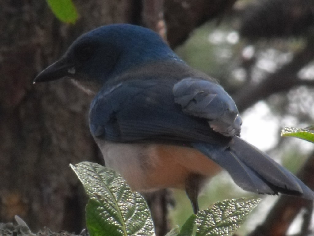 Foto: pajaro azul - Monterrey, México
