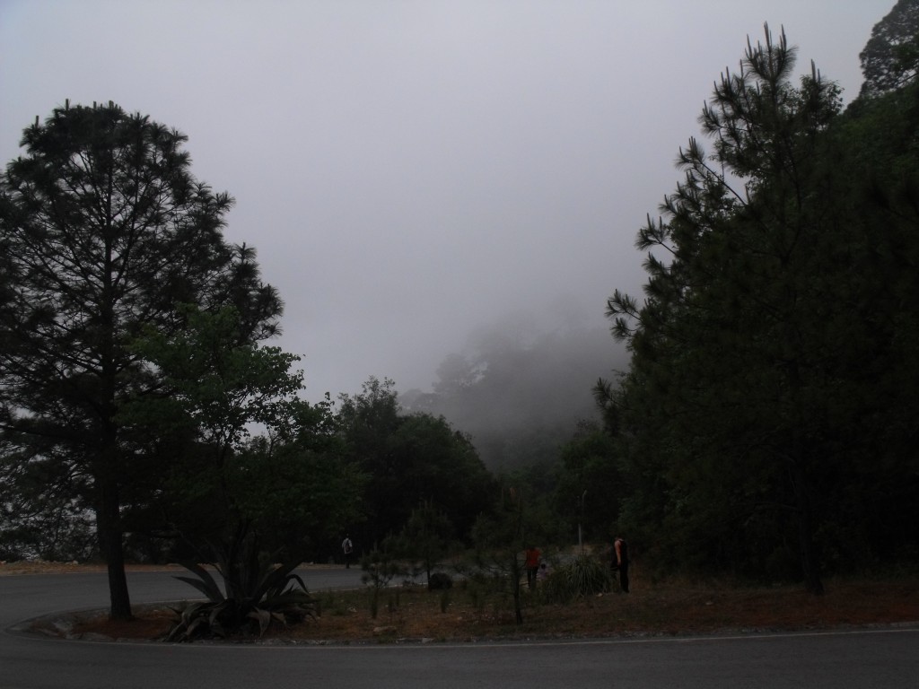 Foto: Arboles 1 - Chipinke, México