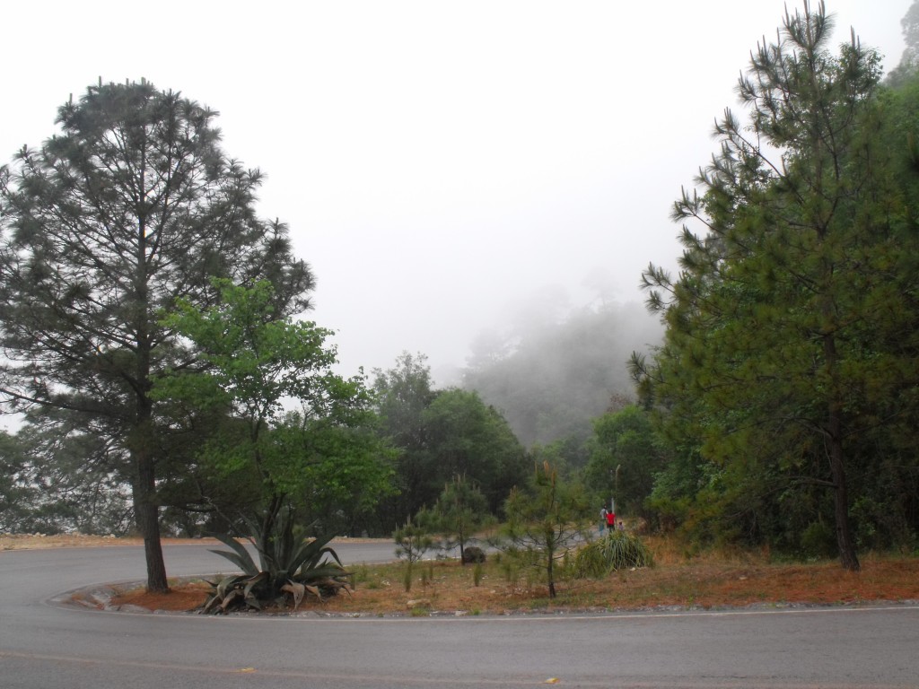 Foto: Arboles 2 - Chipke, México
