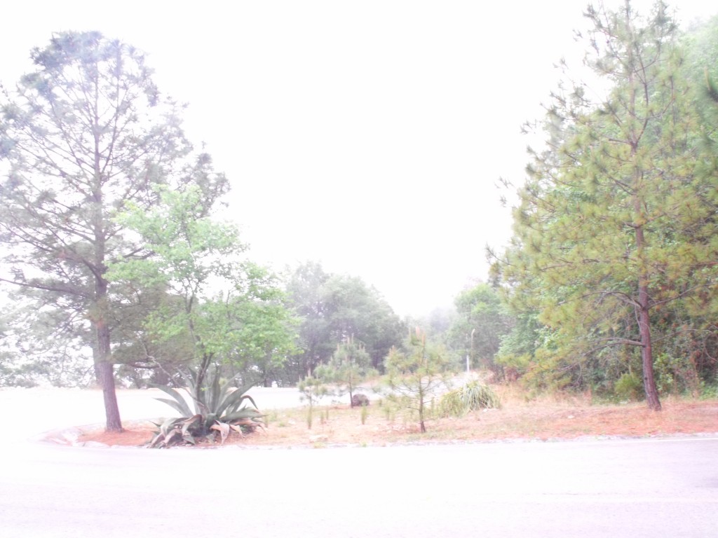 Foto: Arboles 3 - Chipinke, México