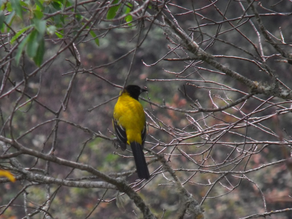 Foto: pajaro amarillo - Chipinke, México