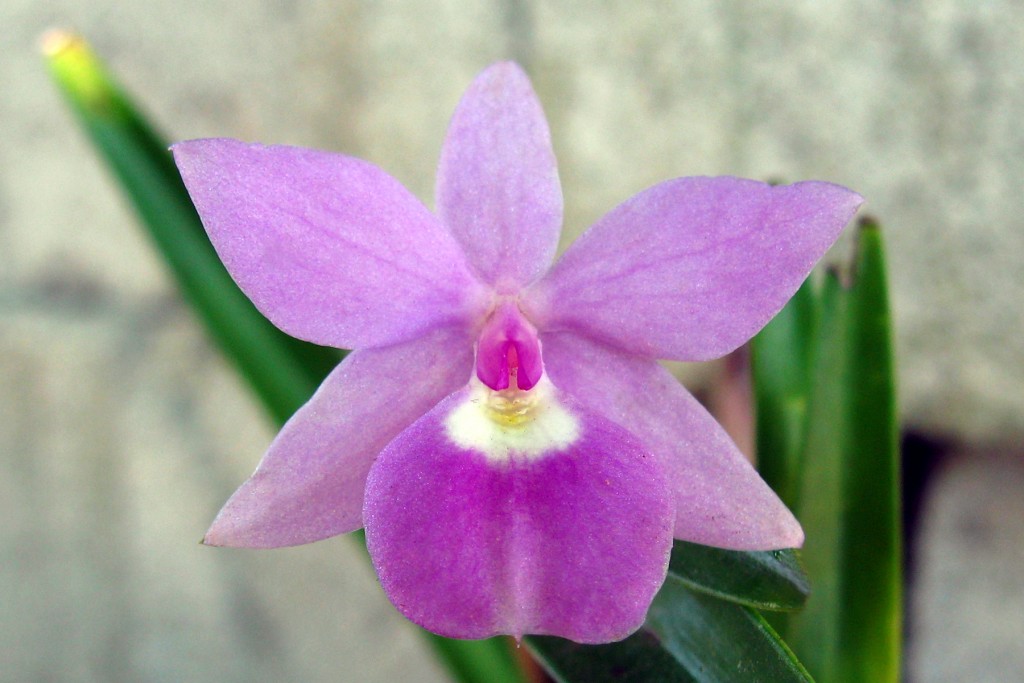 Foto: Flora - Boca de Aroa (Falcón), Venezuela