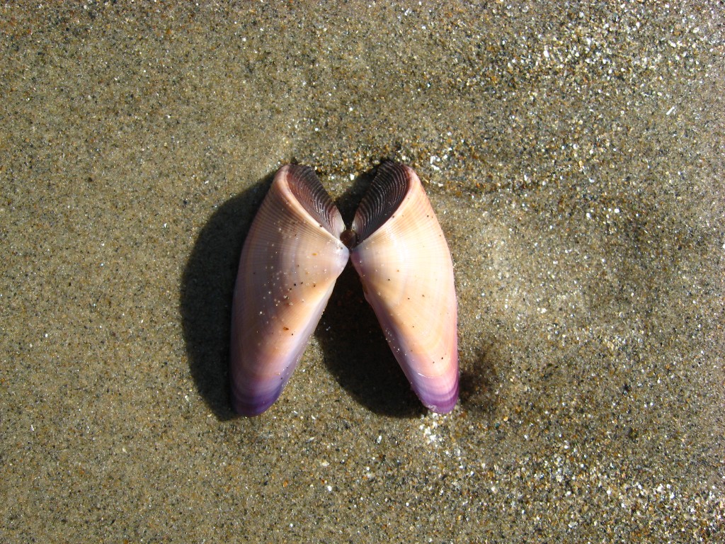 Foto: Chipichipi - Boca de Aroa (Falcón), Venezuela