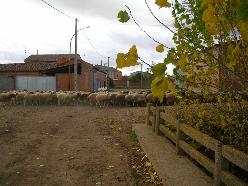 Foto: Las Ovejas Caminan Al Lado Del Puente - Zuares Del Páramo (León), España