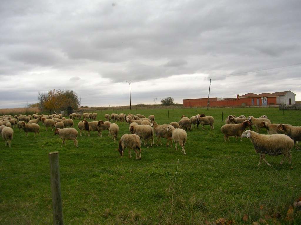 Foto: Ovejas Pastando - Zuares Del Páramo (León), España