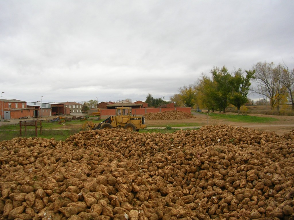 Foto: Amontonando La Remolacha - Zuares Del Páramo (León), España
