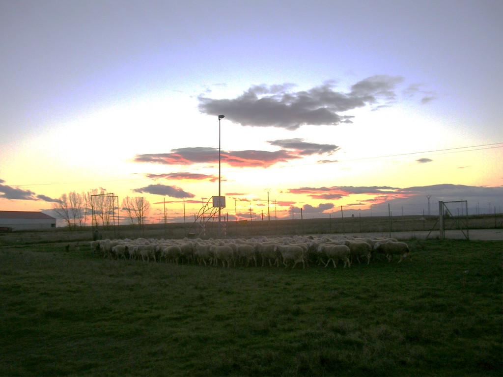 Foto: Recogiendo Las Ovejas - Zuares Del Páramo (León), España