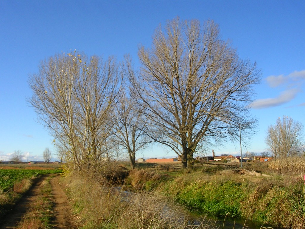 Foto: Caminando Por Los Chopos - Zuares Del Páramo (León), España