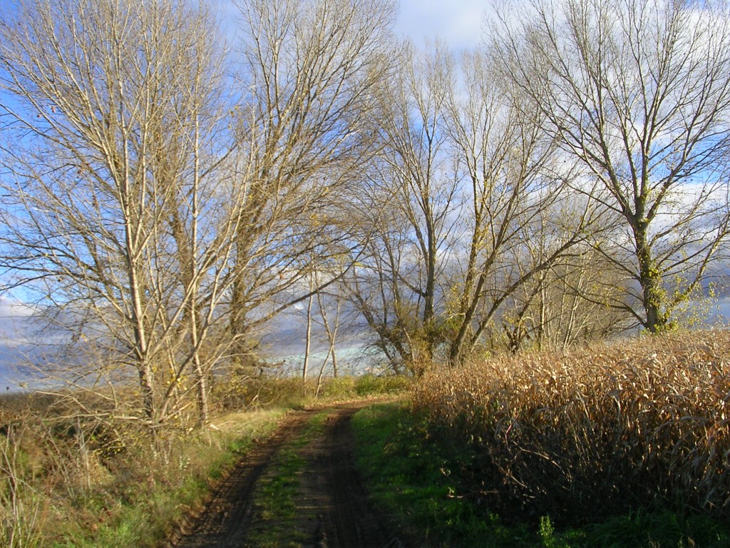 Foto: Camino Al Embalse Del Reguero - Zuares Del Páramo (León), España