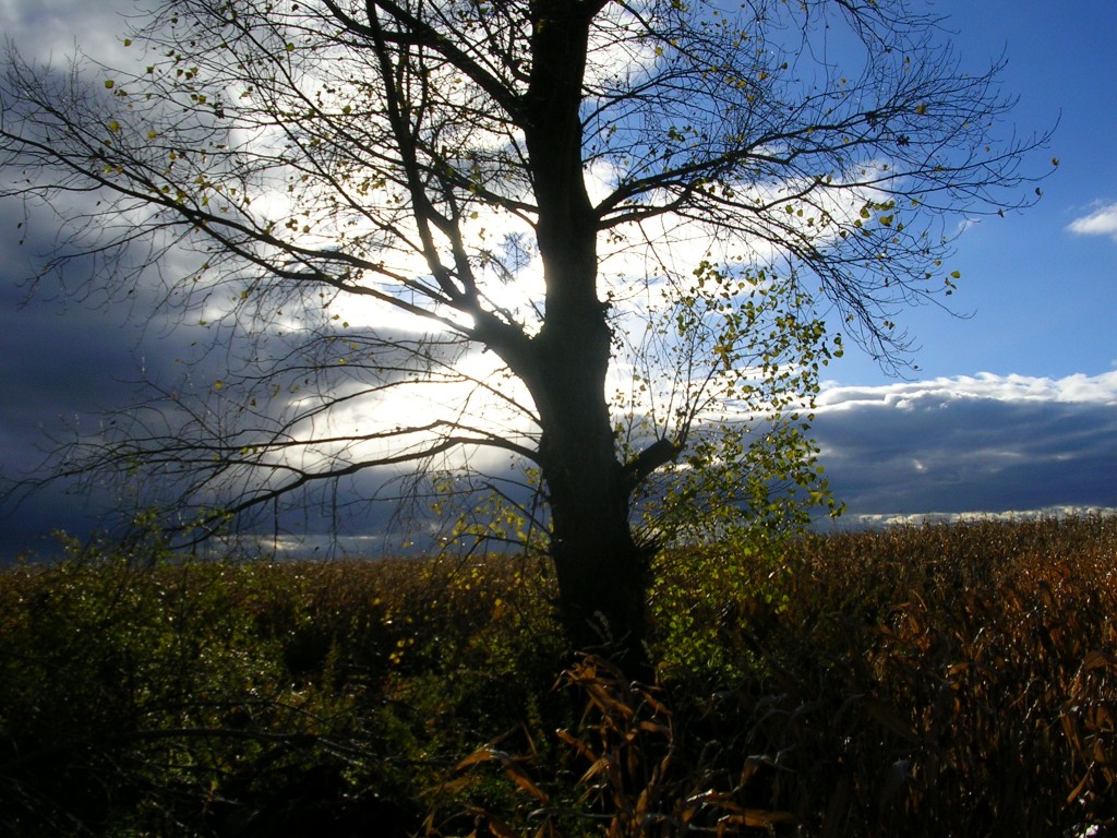 Foto: Se Acaba El Dia - Zuares Del Páramo (León), España