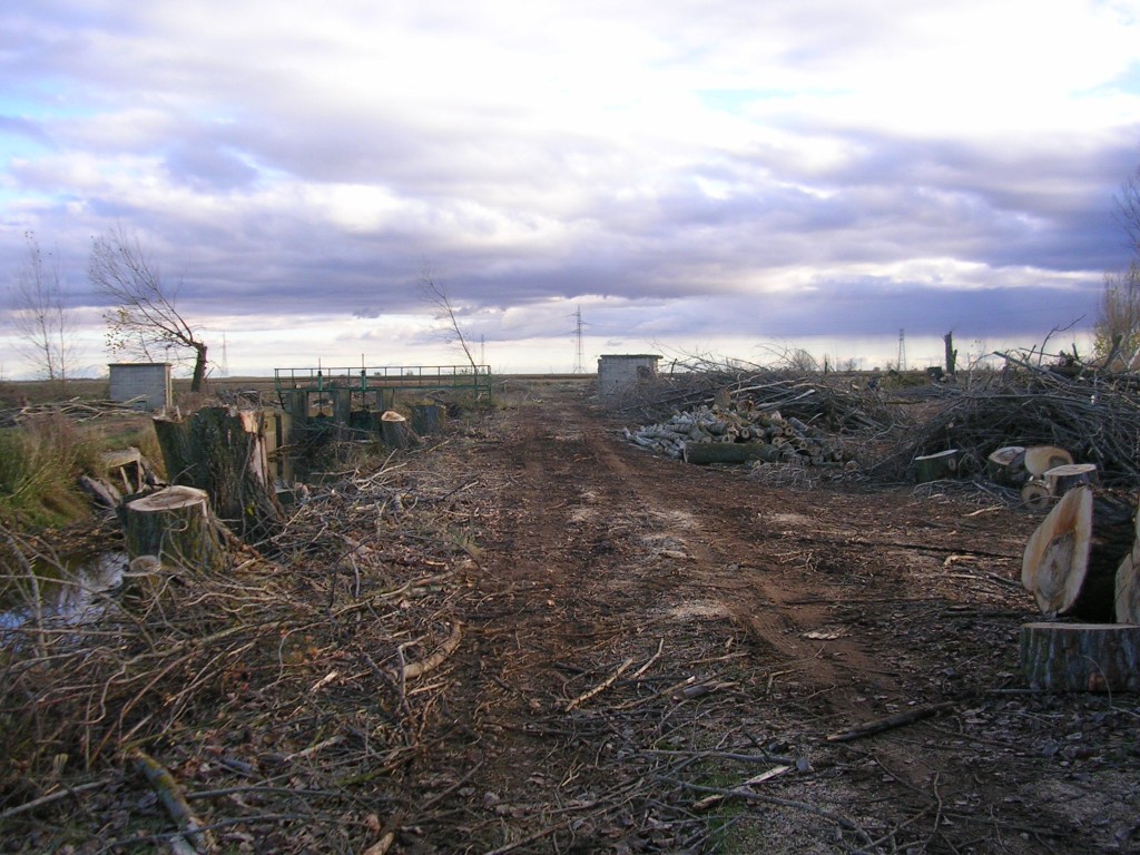 Foto: Poda De Chopos - Zuares Del Páramo (León), España