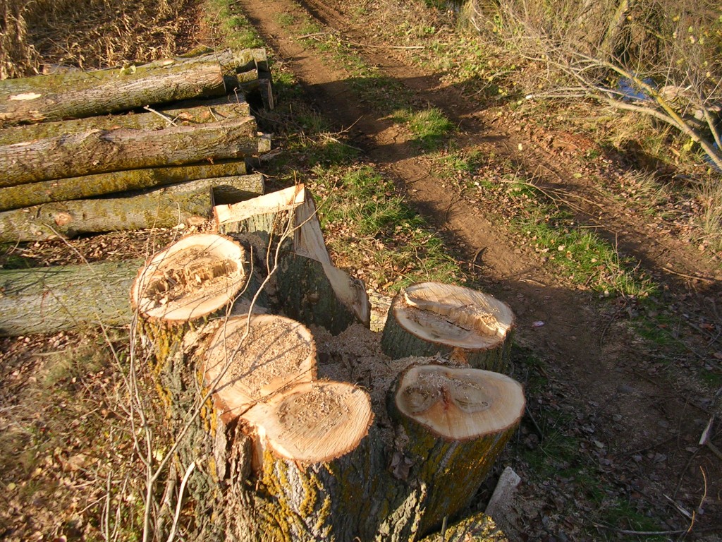 Foto: Los Ultimos Chopos - Zuares Del Páramo (León), España