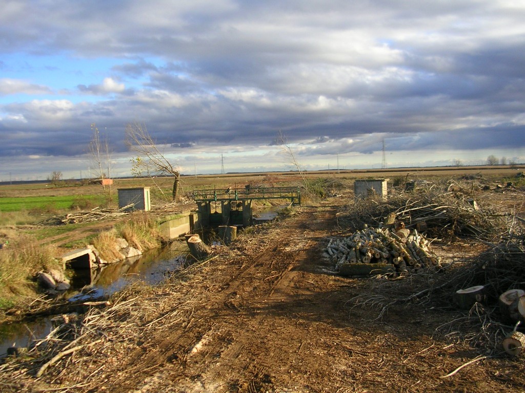 Foto: Poda De Chopos - Zuares Del Páramo (León), España