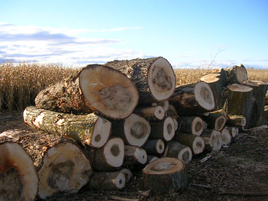 Foto: Los Ultimos  Chopos - Zuares Del Páramo (León), España