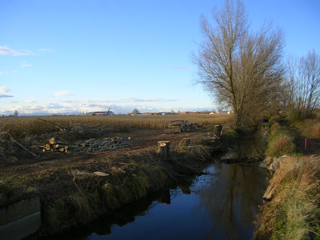 Foto: Los Ultimos  Chopos - Zuares Del Páramo (León), España