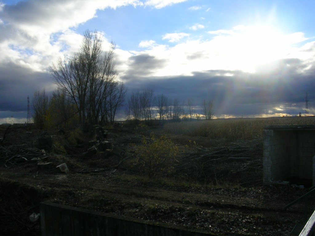 Foto: Los Ultimos  Chopos - Zuares Del Páramo (León), España