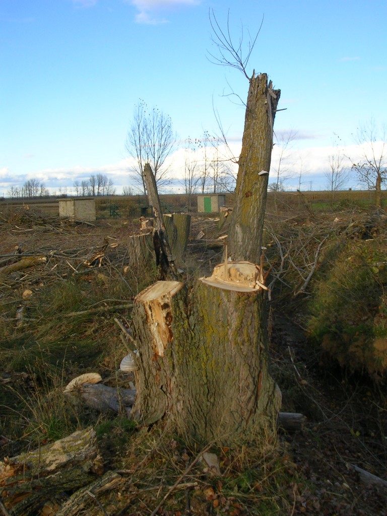 Foto: Los Ultimos  Chopos - Zuares Del Páramo (León), España