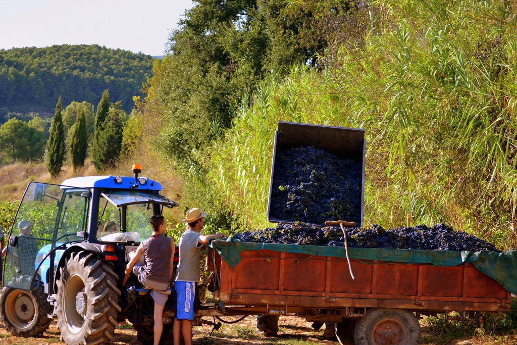Foto: Dias de vendimia, el Penedes - Torrelles de Foix (Barcelona), España