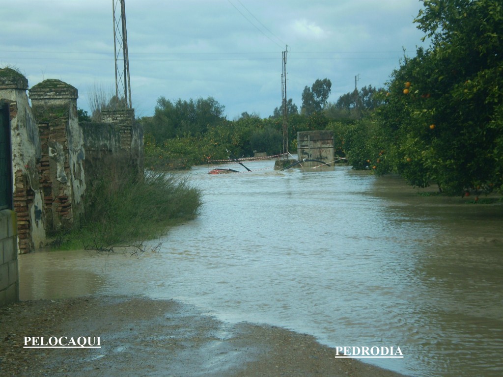 Foto: PELOCAQUI - Palma Del Rio (Córdoba), España