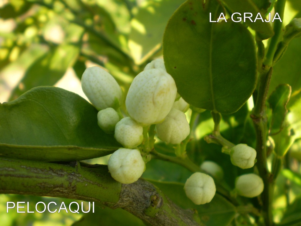 Foto: PELOCAQUI - Palma Del Rio (Córdoba), España