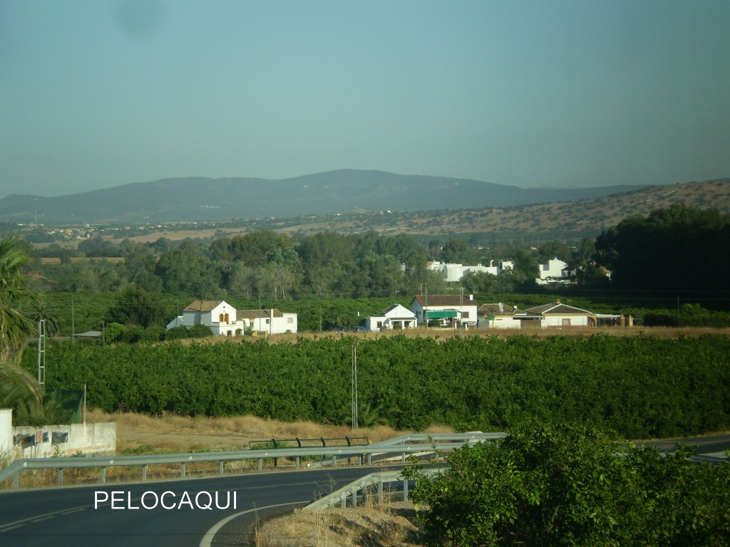 Foto: PELOCAQUI - Palma Del Rio (Córdoba), España