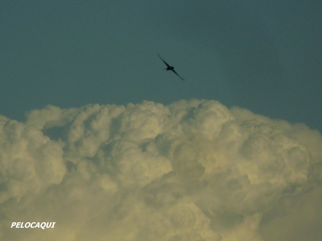 Foto: PELOCAQUI - Palma Del Rio (Córdoba), España