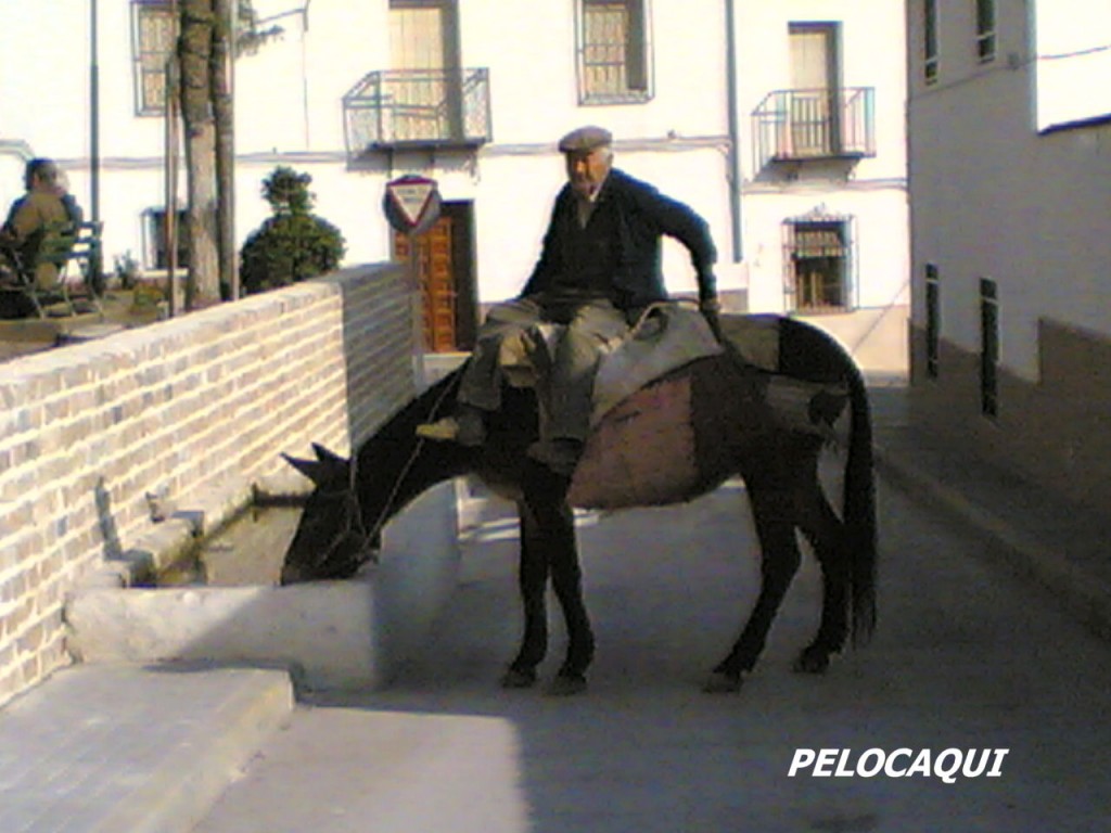 Foto: PELOCAQUI - Palma Del Rio (Córdoba), España