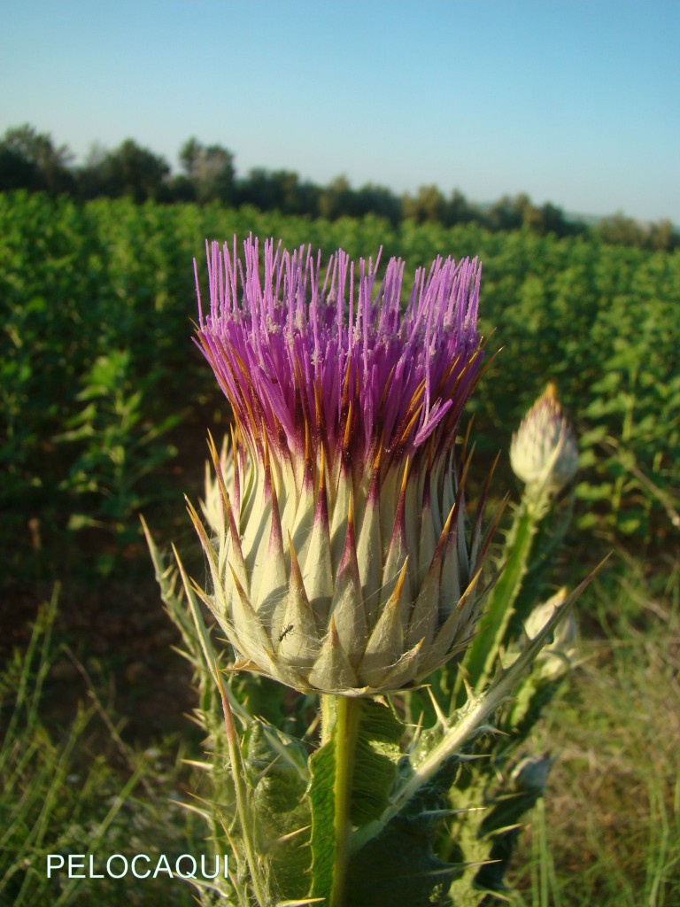 Foto: PELOCAQUI - Palma  Del Rio (Córdoba), España
