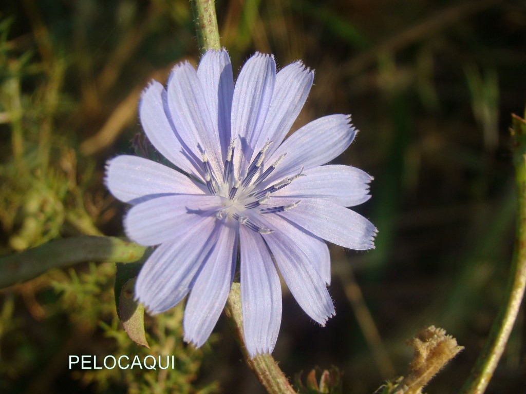 Foto: PELOCAQUI - Palma  Del Rio (Córdoba), España