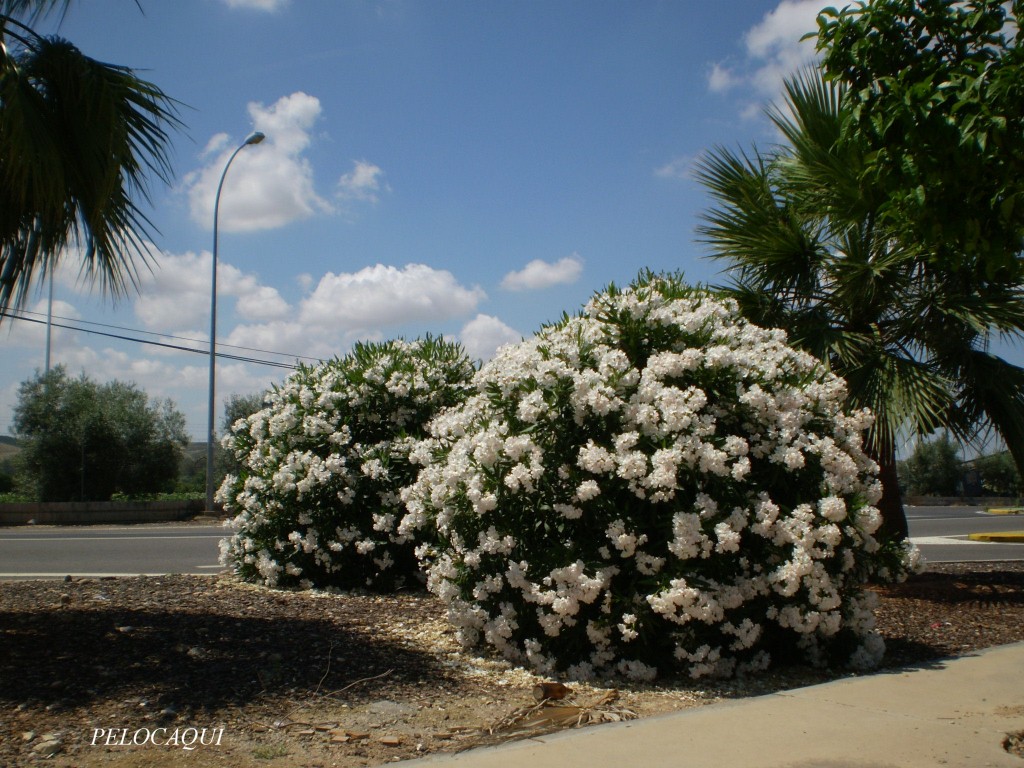 Foto: PELOCAQUI - Palma Del Rio (Córdoba), España