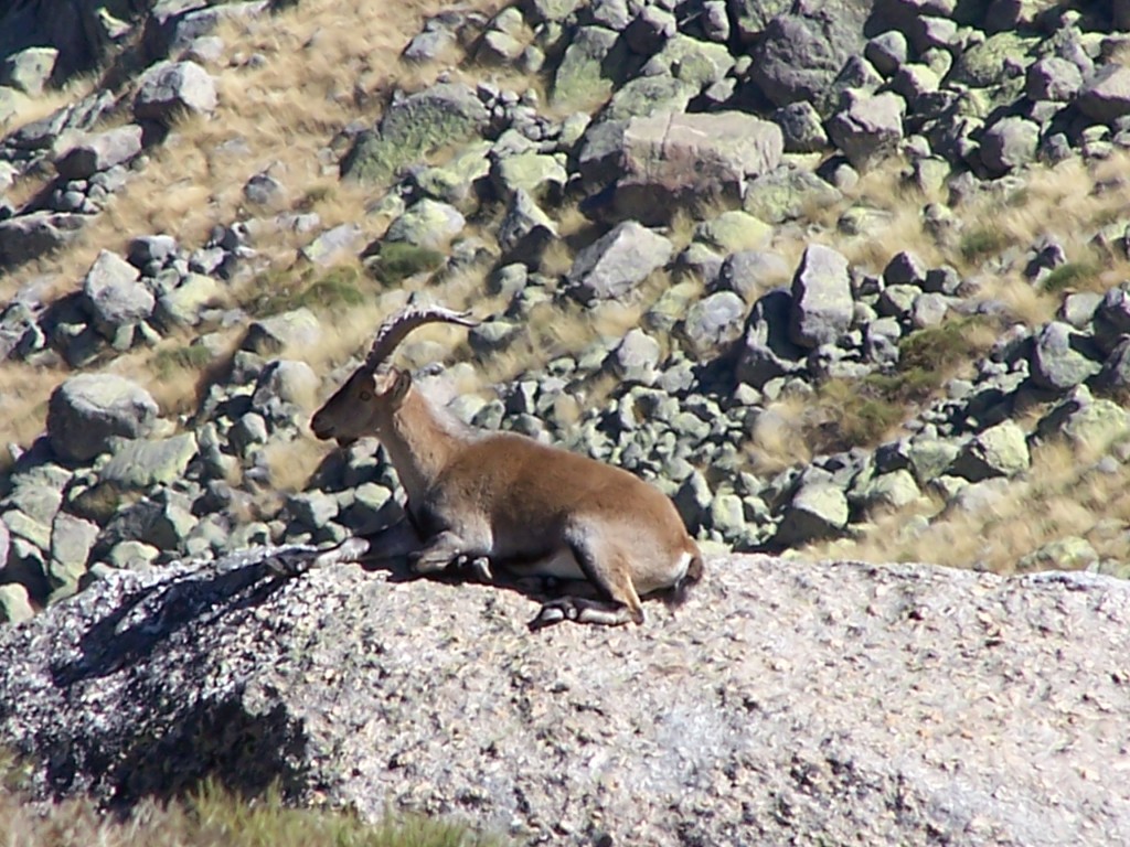 Foto: Cabra Montesa - Sierra De Gredos (Ávila), España
