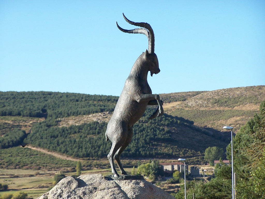 Foto: Cabra Montesa - Sierra De Gredos (Ávila), España