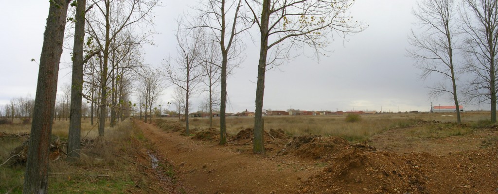 Foto: Los Chopos Del Rosnillo - Zuares Del Pàramo (León), España
