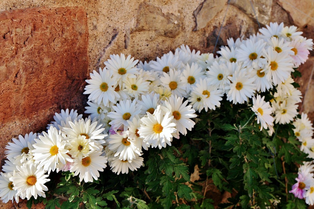 Foto: Flores - Suria (Barcelona), España