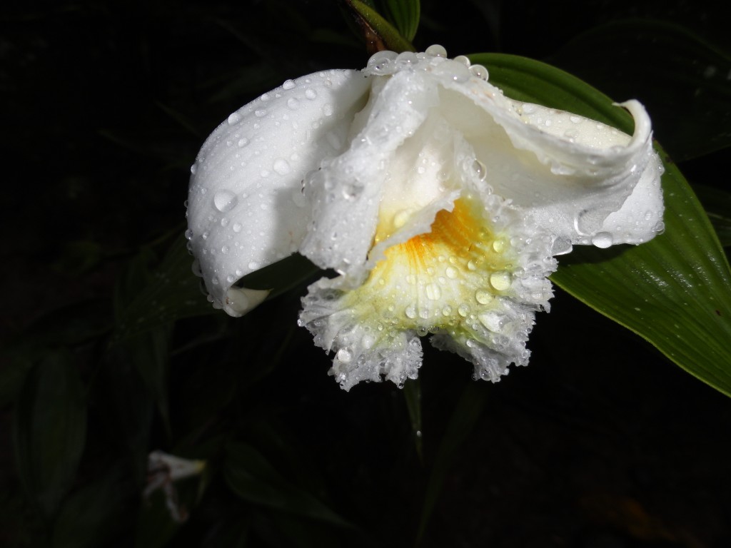 Foto: Orquídea - Shell (Pastaza), Ecuador