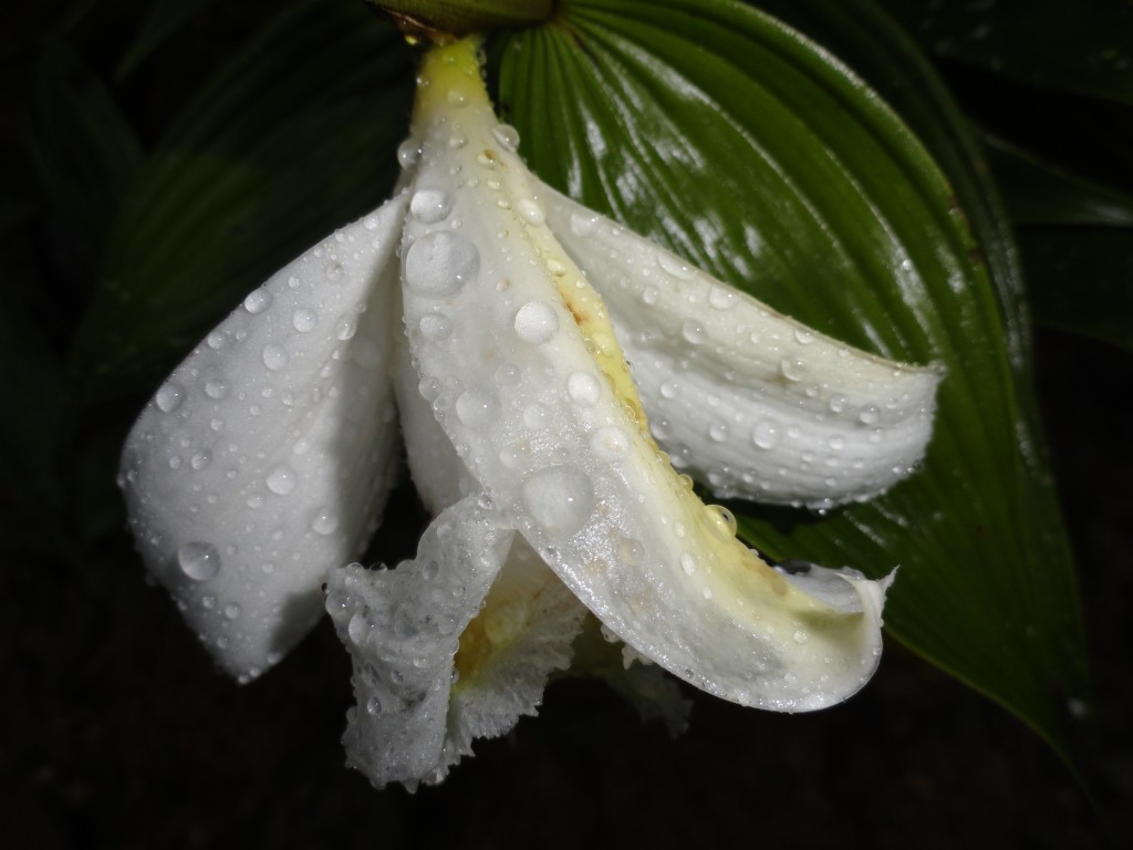 Foto: Orquídea - Shell (Pastaza), Ecuador