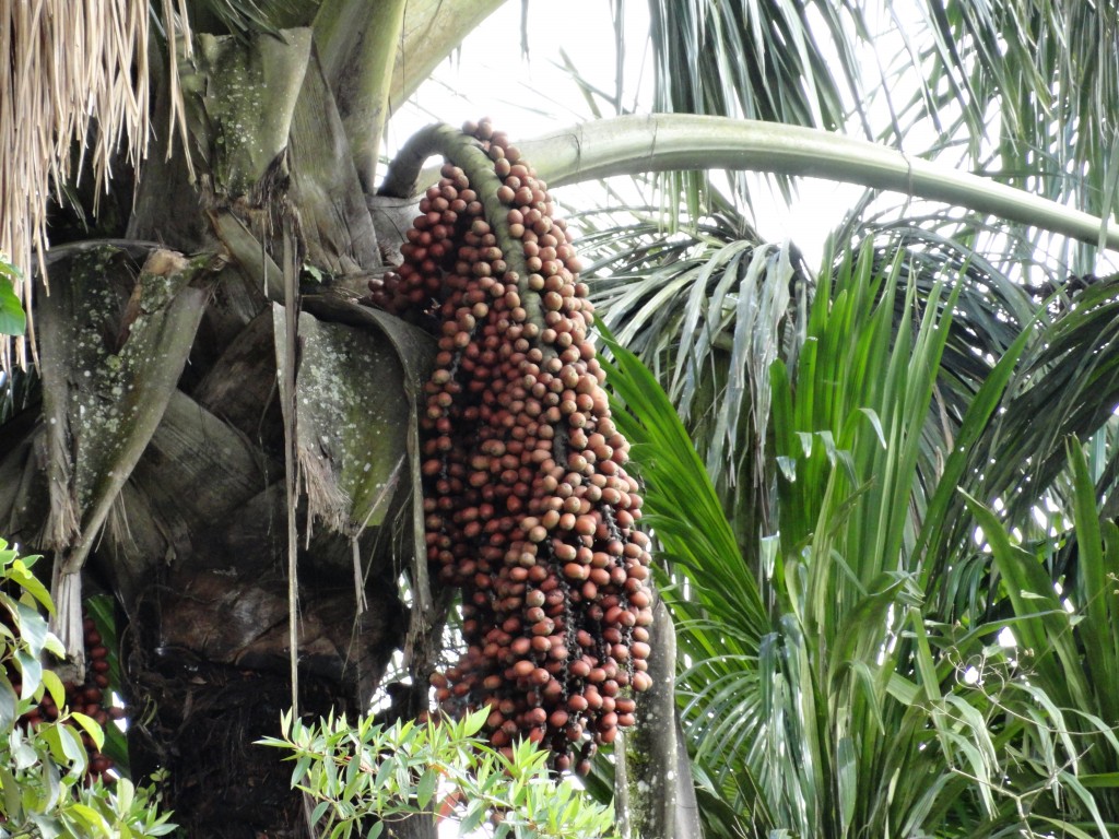 Foto: Morete - Puyo (Pastaza), Ecuador