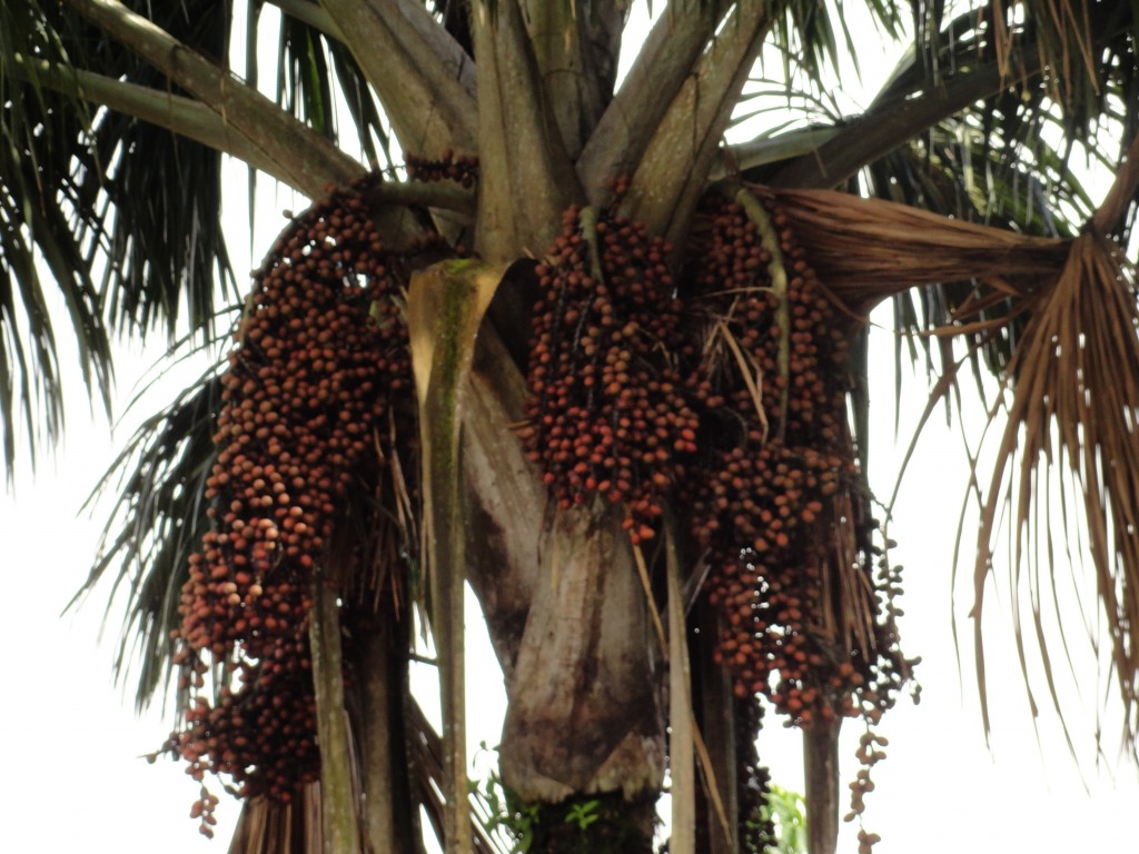 Foto: Morete - Puyo (Pastaza), Ecuador