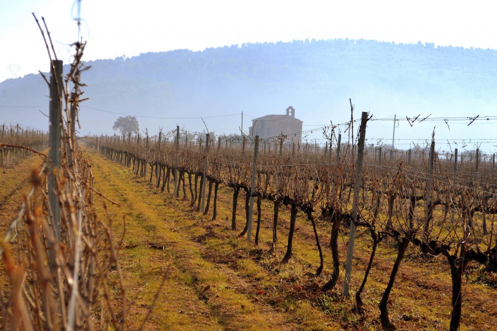 Foto: Viñas del Penedes - Sant Martí Sarroca (Barcelona), España