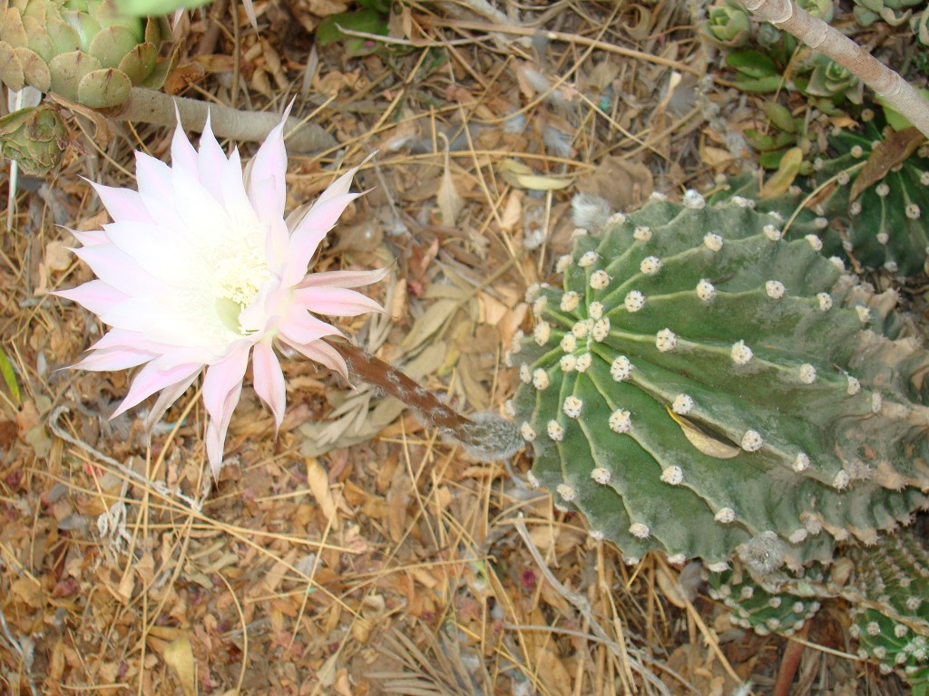 Foto: Cactus En Flor - Ovalle (Coquimbo), Chile