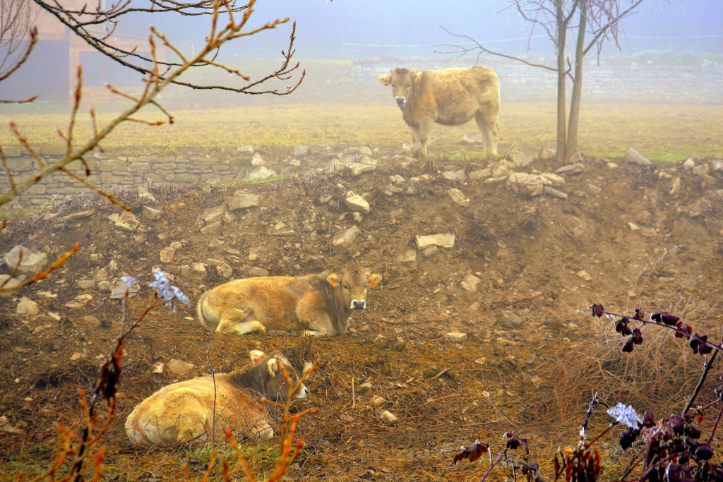 Foto de Gàver, Sant Guim de Freixenet (Lleida), España